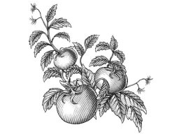 Rev Tomato vine final art 1